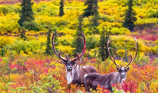 Two Caribou in fall landscape