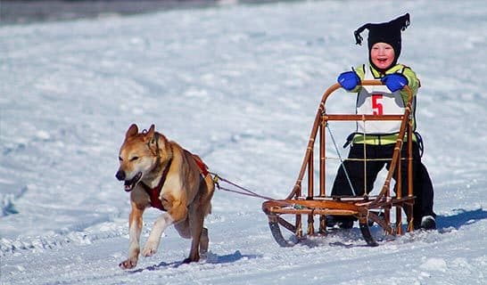 Photo of little Finn smiling as he mushes in Chistochina