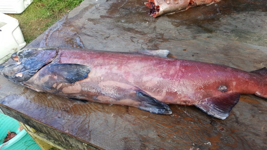 cleaning fish on table