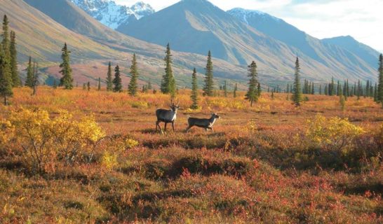 Caribou running at Ahtna Land in the fall