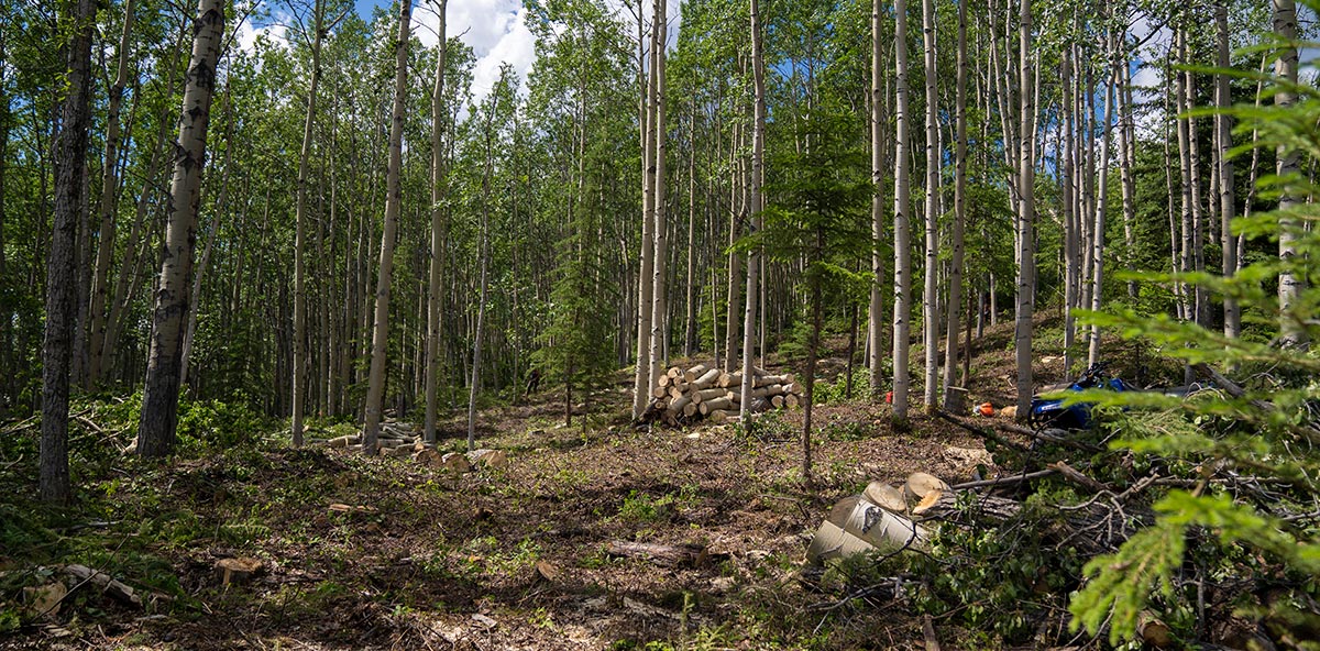 Photo of Moose Creek forest