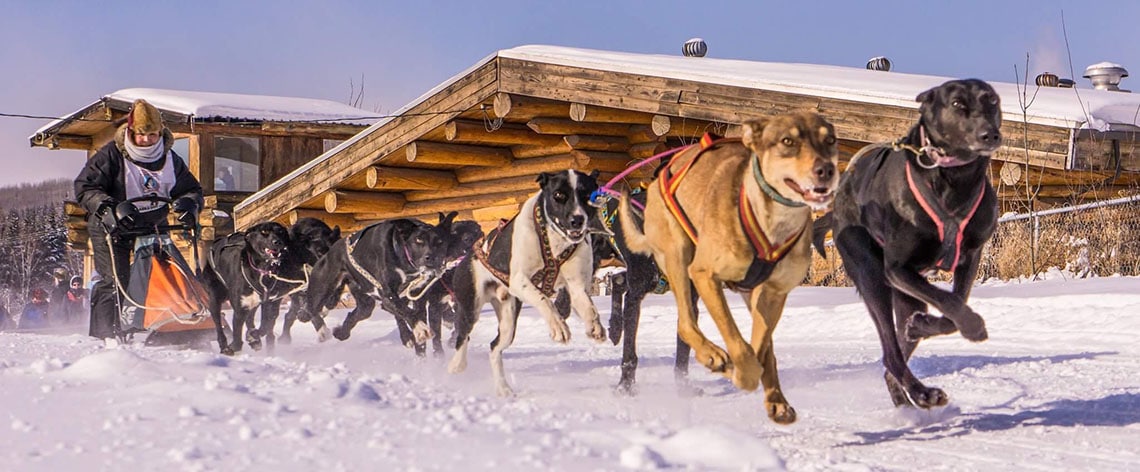 Photo of sled dogs running