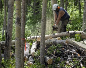 A Native Village of Gokona crew works on creating the Fire Fuel Break near Gakona.