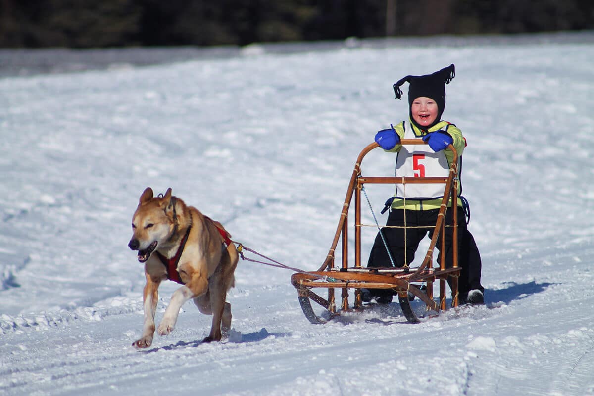 Photo of little Finn smiling as he mushes in Chistochina