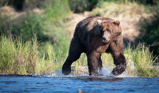 Grizzly bear walks along a river.