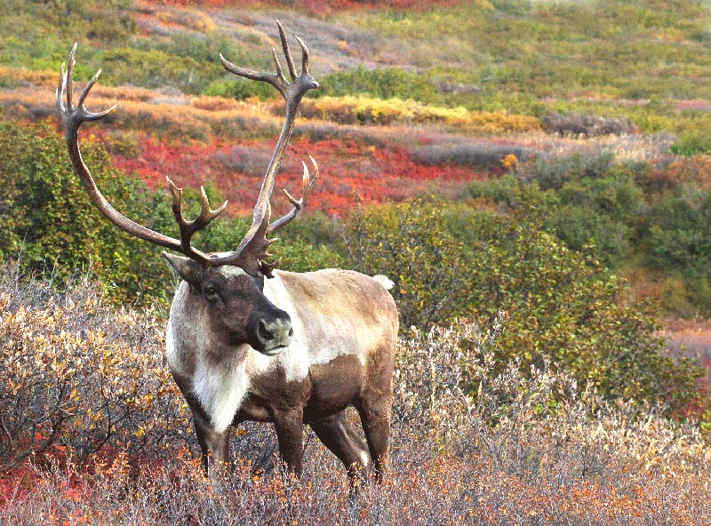 Caribou