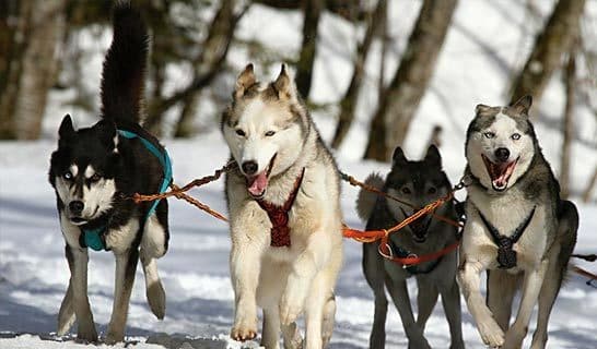 Photo of Huskies running at Copper Basin