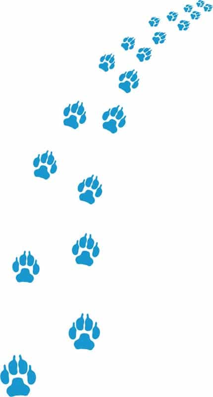 graphic of dog tracks