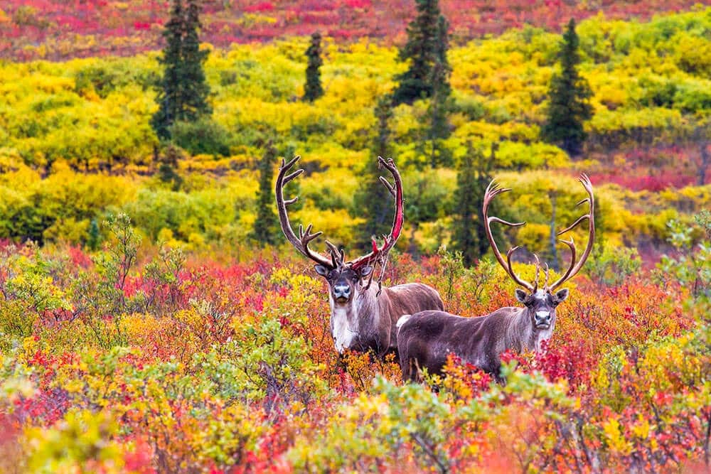 Photo of caribou in the fall at Ahtna Lands