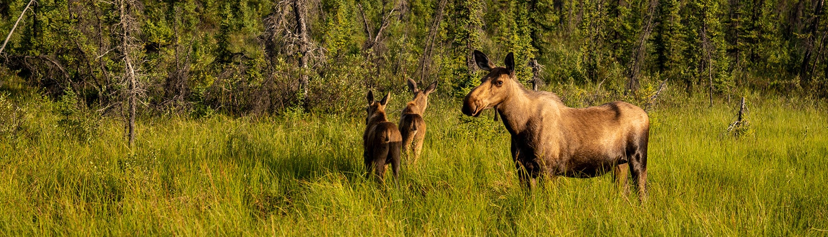 Mama moose and two babies in a field of grass.