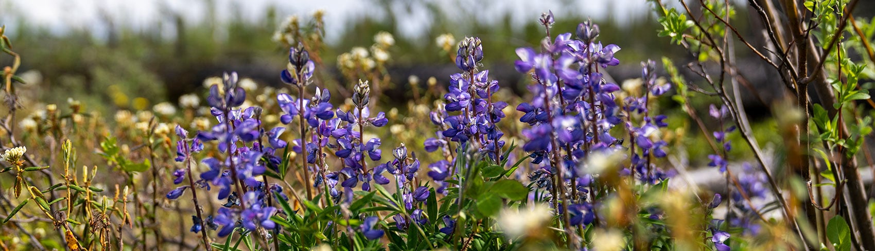 Lupine wildflowers in a field.