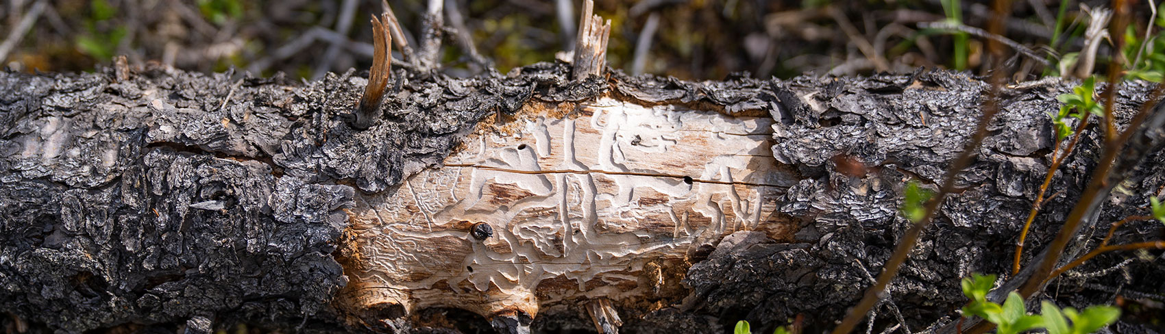 Log eaten away by termites.