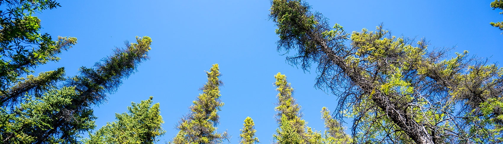 A view of trees against brilliant blue skies, taken from the ground.