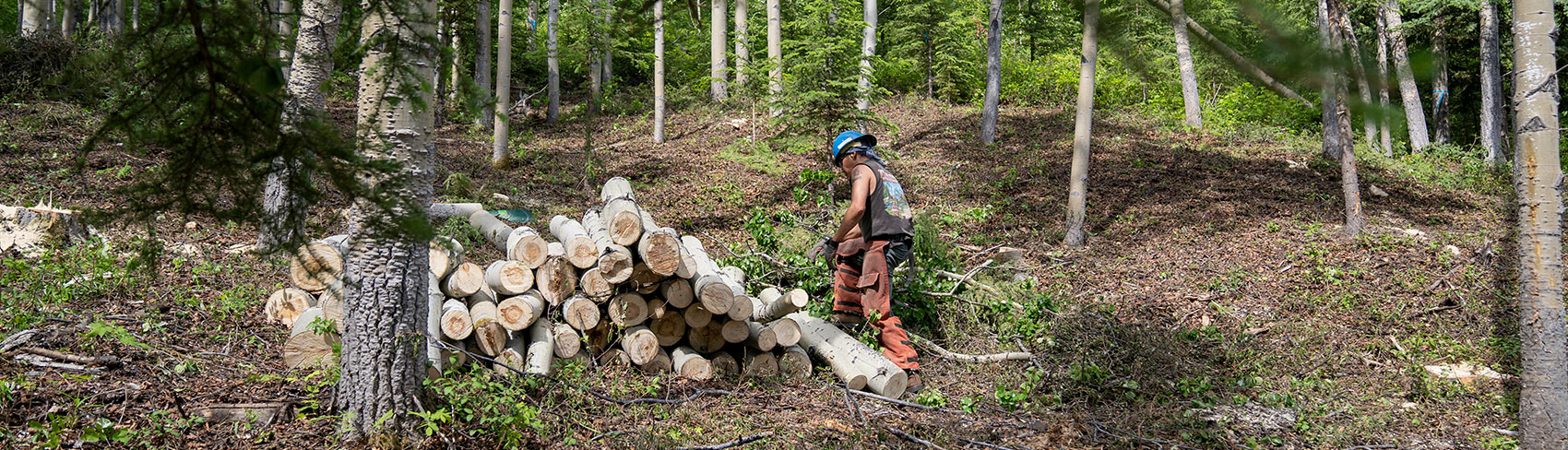 Worker in hard hat piles up logs in the forest.