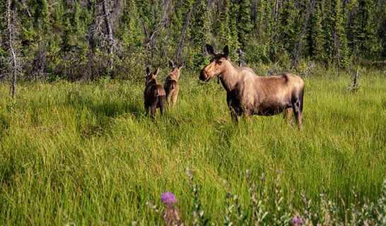 Mama moose and two babies in a field of grass.