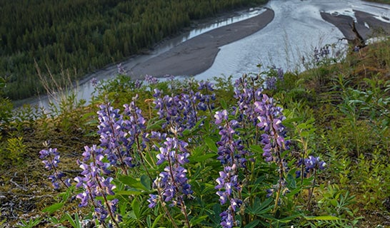 Lupine wildflowers grow on a cliff overlooking an Alaskan river.