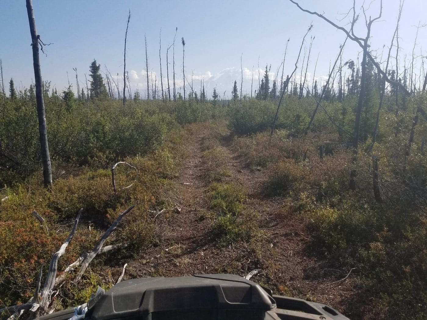 Klawasi Trail through the1980 burn area.