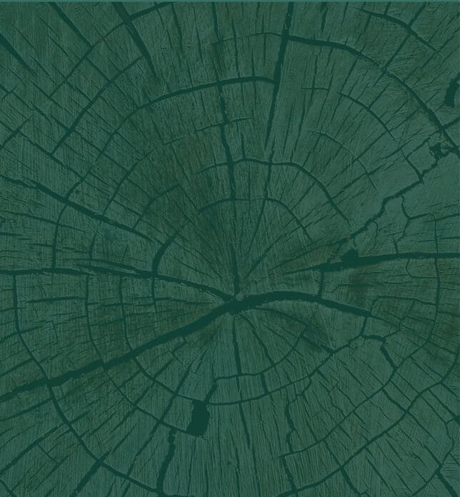 Abstract photo of tree rings