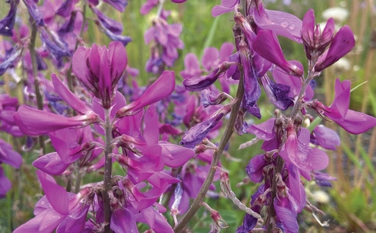 Ahtna flower